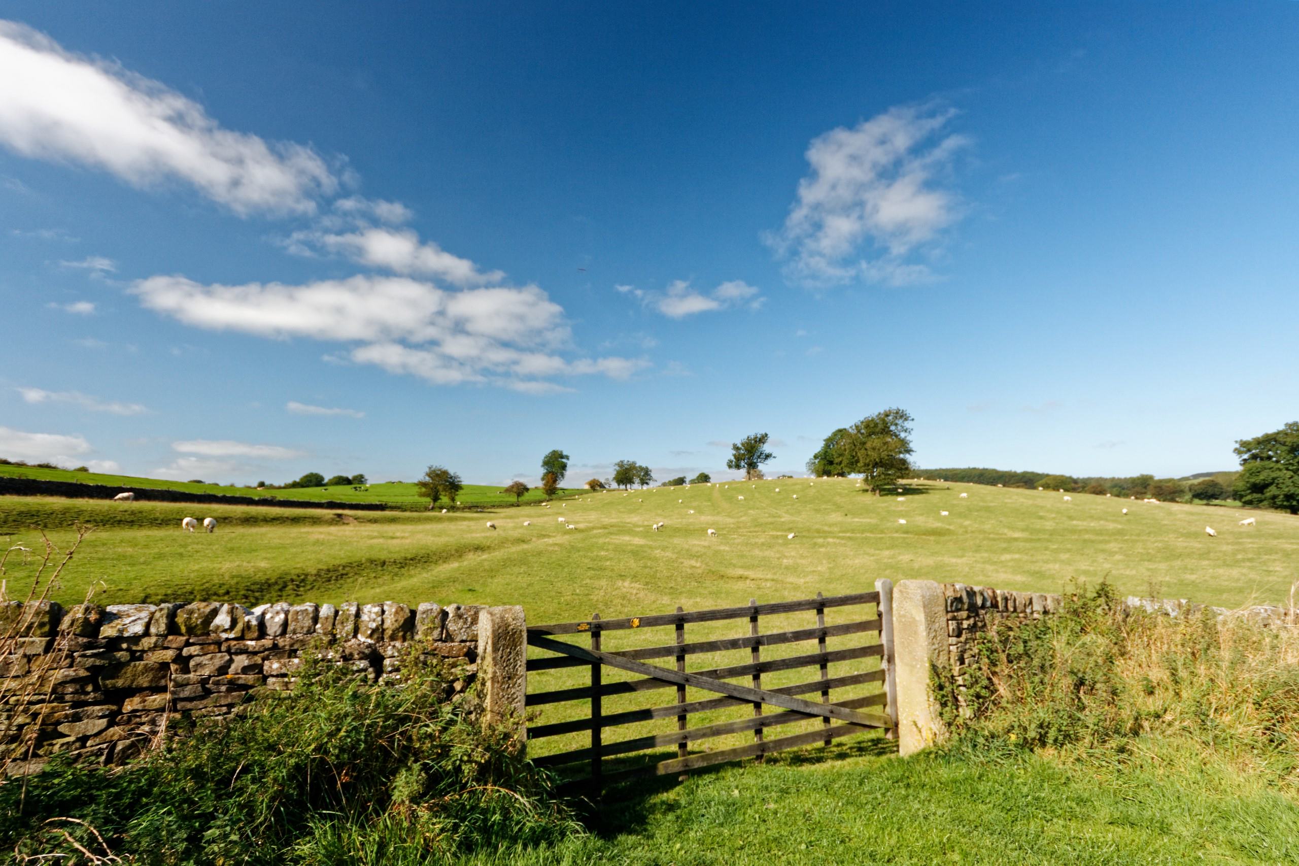 sheep in field