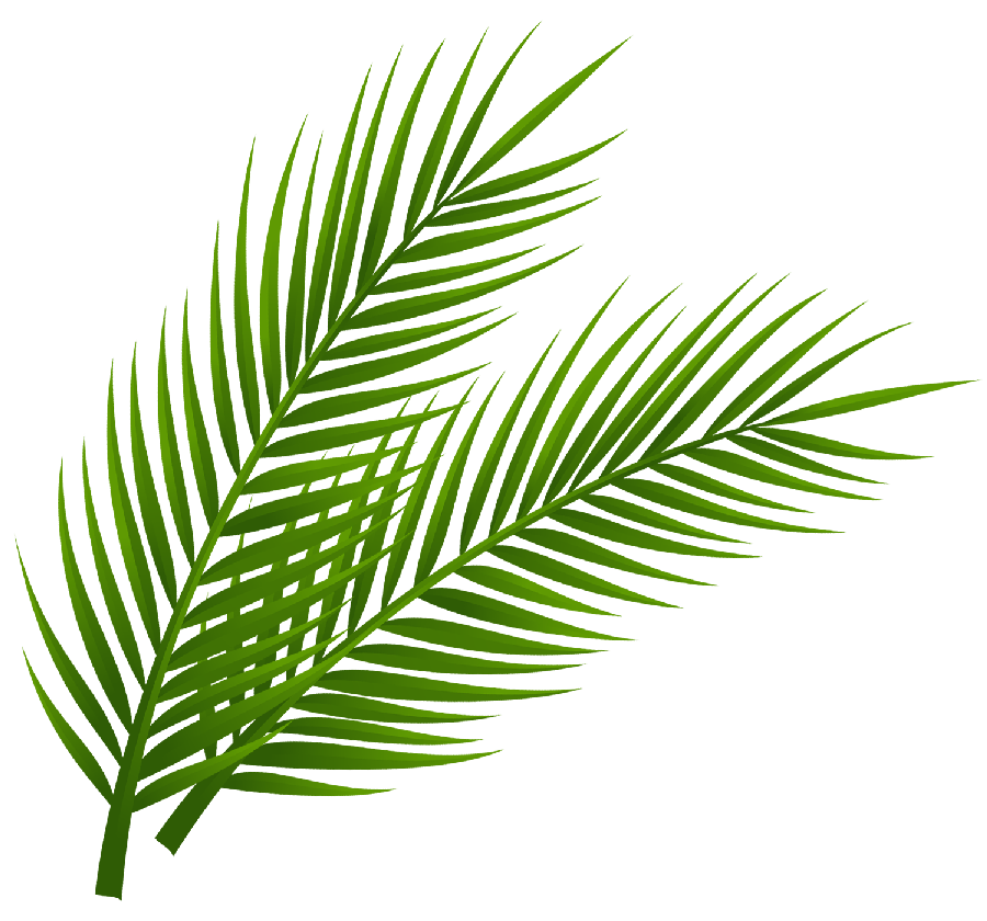 palms